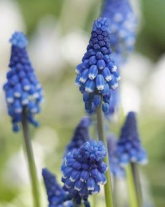 Muscari Superstar.jpg